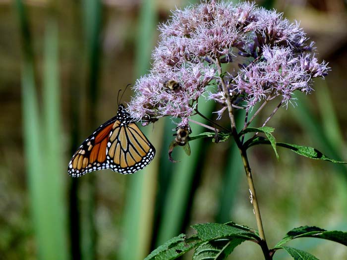 Spotted Joe Pye Weed ( Eutrochium Maculatum ) #butterflyplants #flowers #garden #decorhomeideas