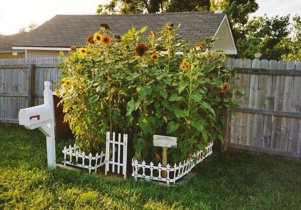 Square Sunflower Patch with a Miniature Picket Fence #sunflower #garden #decorhomeideas