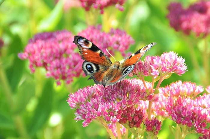 Stonecrop (Sedum) #butterflyplants #flowers #garden #decorhomeideas