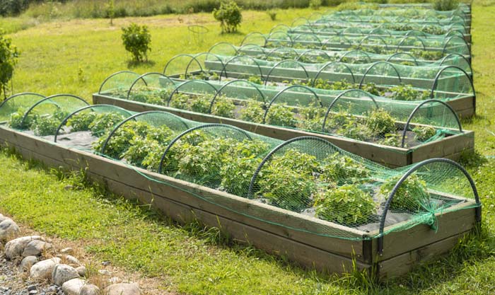 Strawberries Garden Net