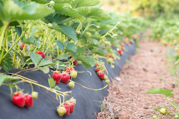 Strawberries Hills System Planting