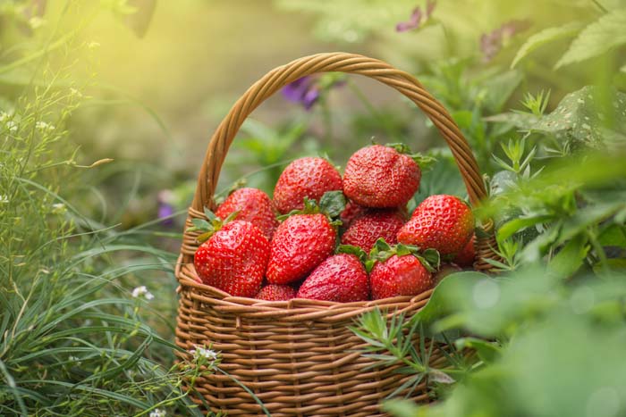 Strawberries In A Basket