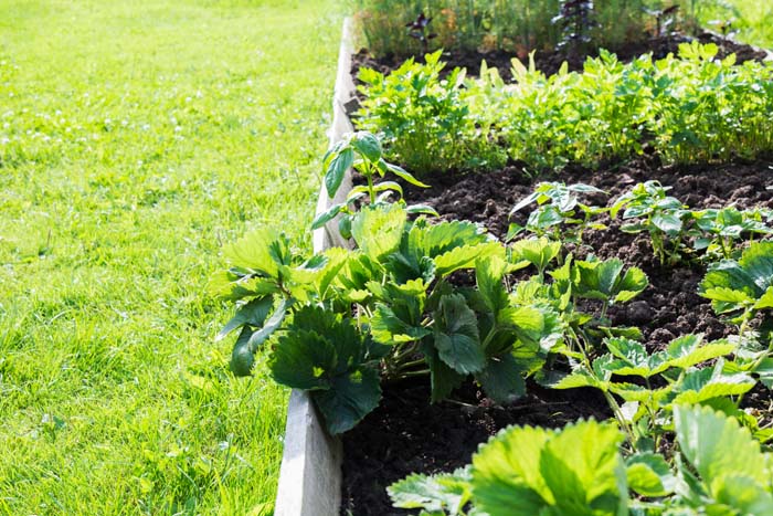 Strawberries In Raised Bed Garden