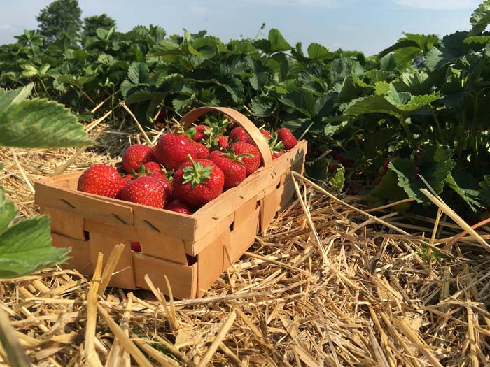 Strawberries On Mulch