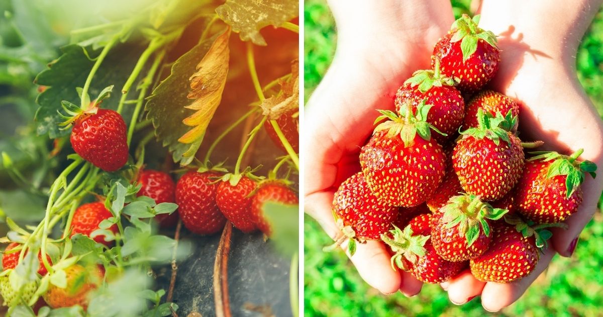 Strawberry Gardening Tips