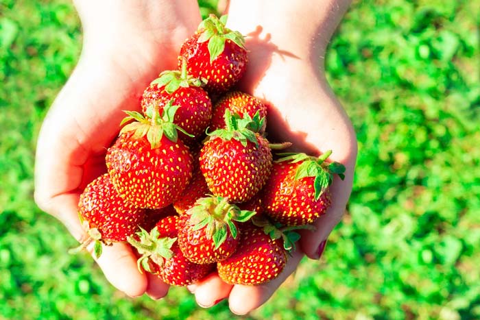 Strawberry Harvest In Hands