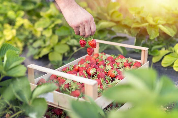 Strawberry Harvest