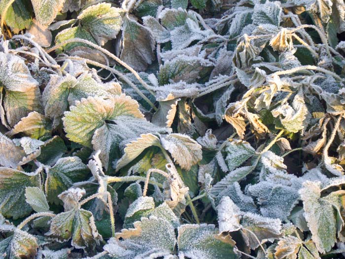 Strawberry Leaves With Hoarfrost