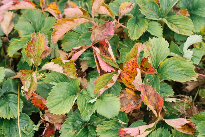 Strawberry Plant Disease