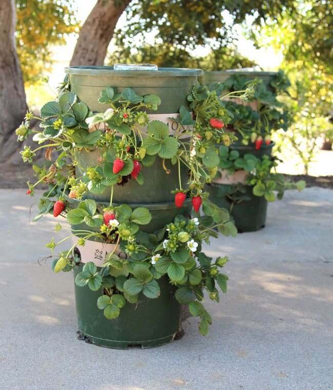 Strawberry Tower from Nursery Buckets #gardencontainer #garden #planter #decorhomeideas