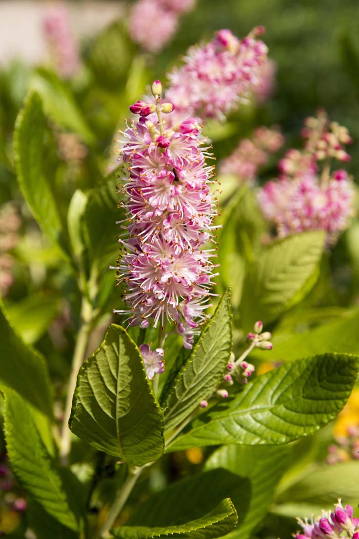 Summersweet (Clethra alnifolia) #butterflyplants #flowers #garden #decorhomeideas