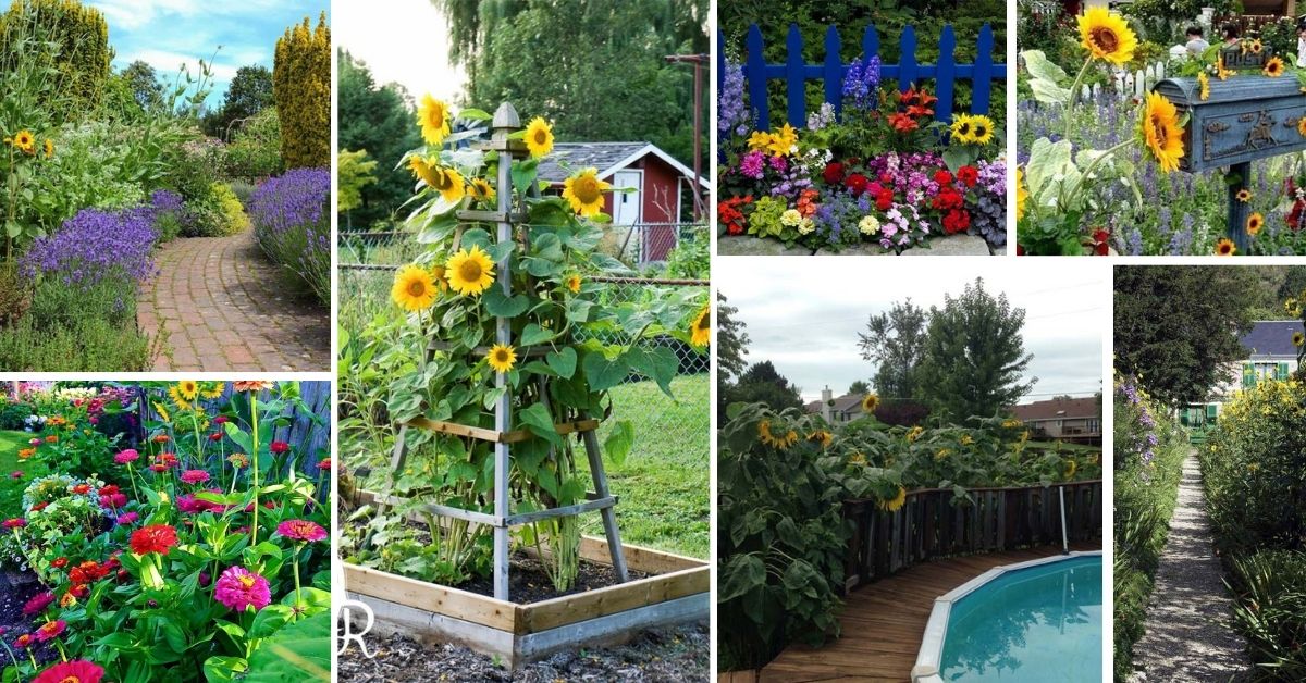 Sunflower Garden Ideas