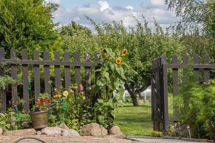 Sunflower Stalks at the Garden Gate #sunflower #garden #decorhomeideas