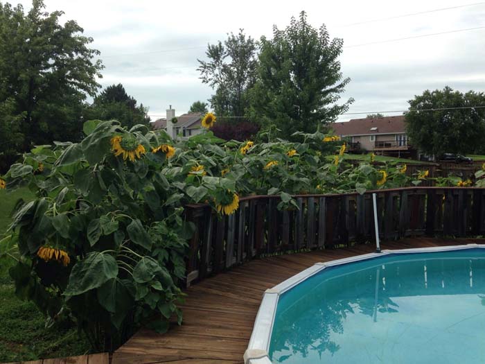 Sunflower Swimming-Pool Privacy Fence #sunflower #garden #decorhomeideas