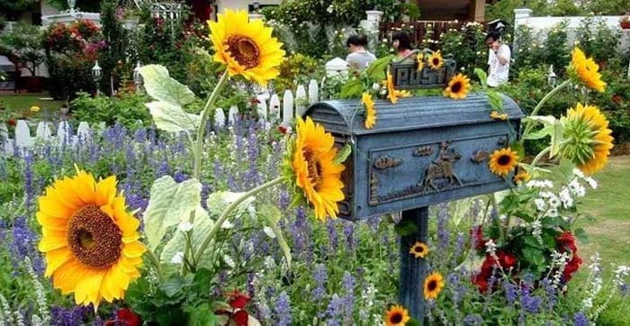 Sunflowers Framing a Vintage Mailbox #sunflower #garden #decorhomeideas
