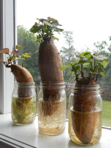 Sweet Potato #vegetables #regrow #decorhomeideas