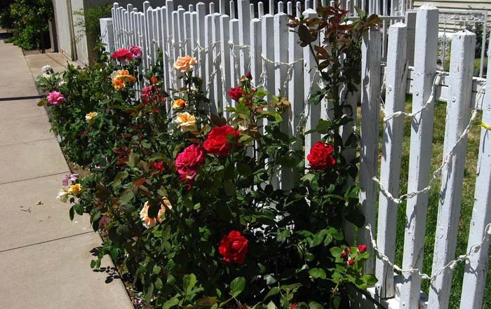The Colorful Border #rosegarden #roses #decorhomeideas