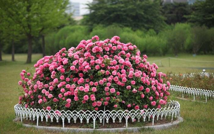 The Elegant Shrub #rosegarden #roses #decorhomeideas