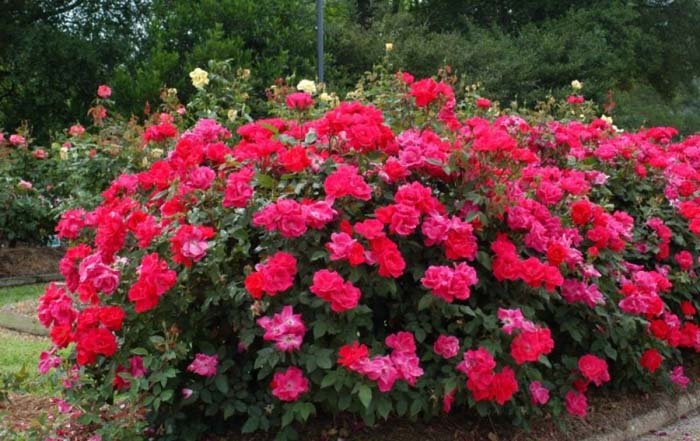 The Massive Blooms #rosegarden #roses #decorhomeideas