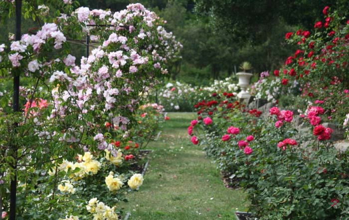 The Scented Walkway #rosegarden #roses #decorhomeideas