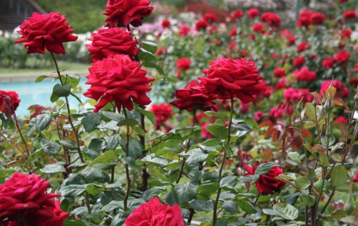 The Versatile Beauty #rosegarden #roses #decorhomeideas