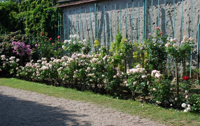 The Wall Garden #rosegarden #roses #decorhomeideas