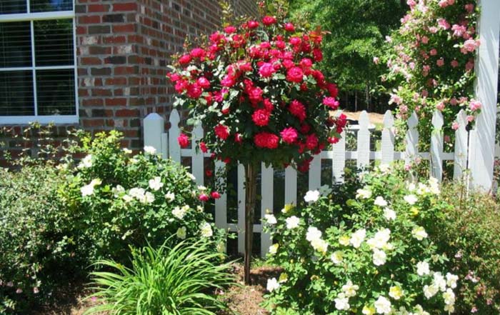 The Welcoming Backyard #rosegarden #roses #decorhomeideas