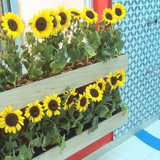 Tiers of Potted Sunflowers on an Exterior Wall #sunflower #garden #decorhomeideas