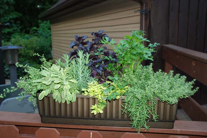 Top of the Railing Herb Garden #gardencontainer #garden #planter #decorhomeideas