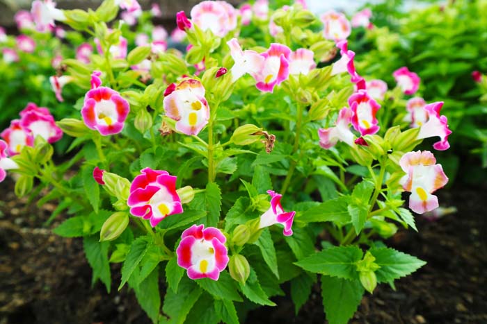 Torenia (Torenia fournieri) #shadeplants #garden #containers #decorhomeideas