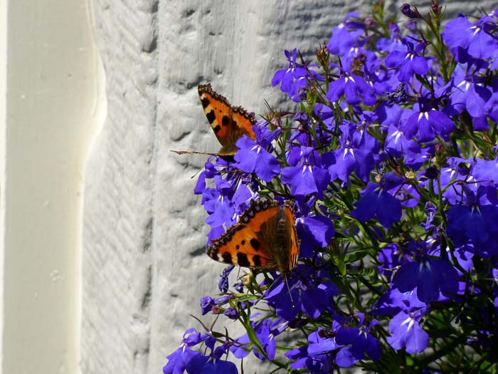 Trailing Lobelia (Lobelia erinus var. Pendula) #shadeplants #garden #containers #decorhomeideas