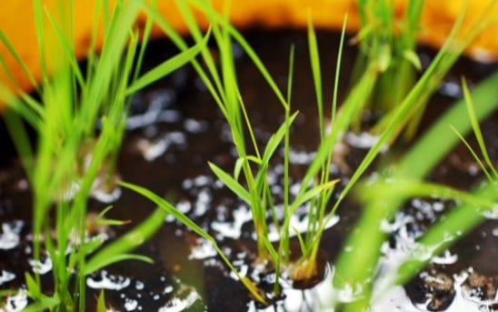 Upcycled Bucket Rice Planter