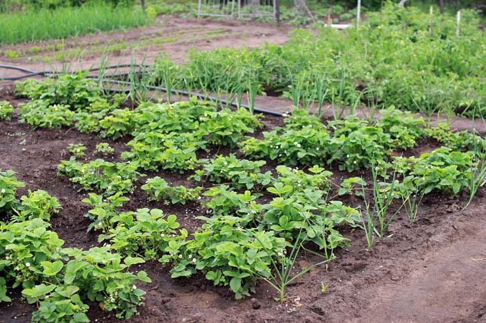 Vegetable Garden With Strawberries