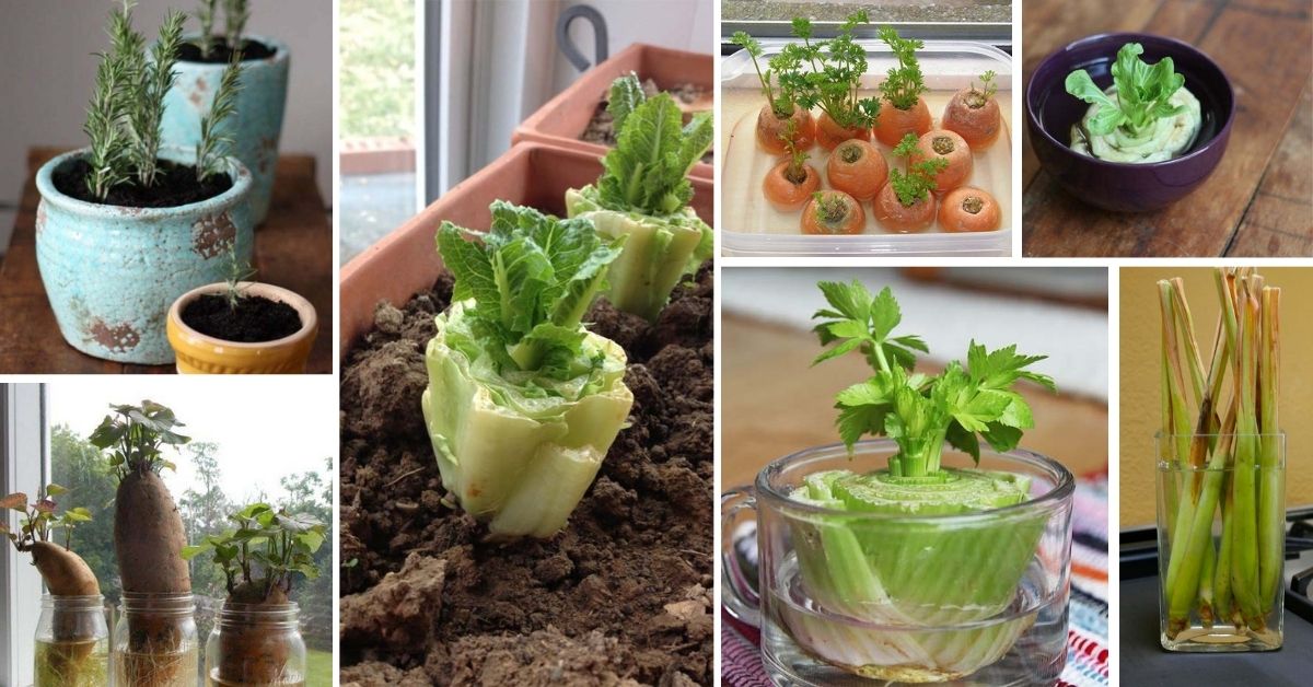 Vegetables You Can Regrow