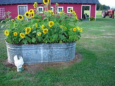 Vintage Washtub Planter with Miniature Sunflowers #sunflower #garden #decorhomeideas