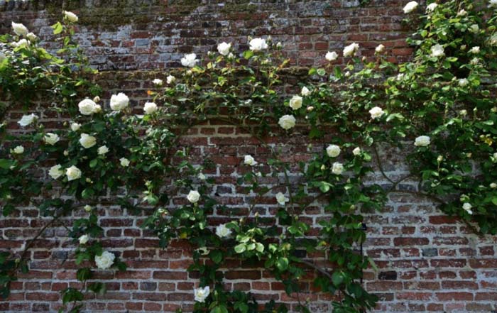 Walled Garden Of Roses #rosegarden #roses #decorhomeideas