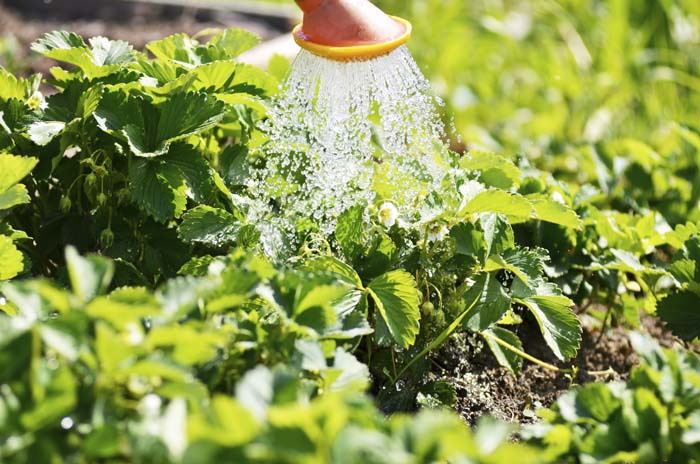 Watering Strawberries Carefully