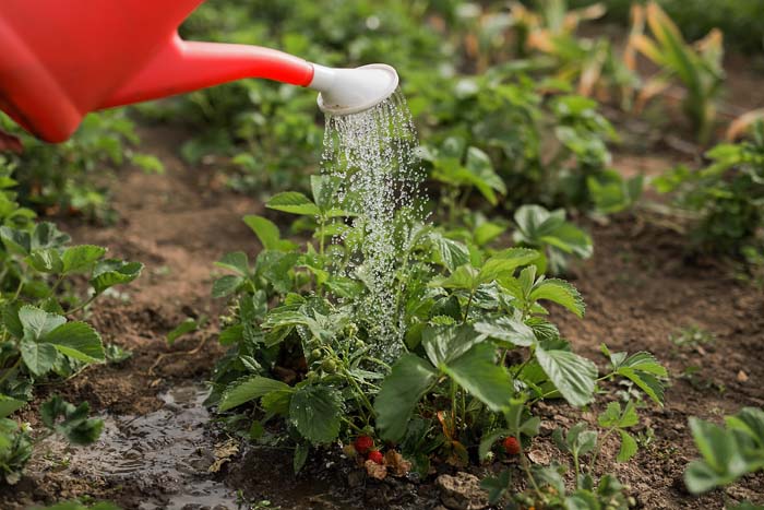 Watering Strawberries