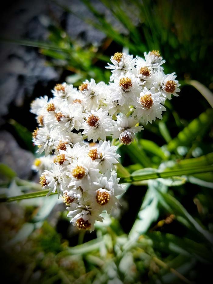 Pearly everlasting (Anaphalis margaritacea) #butterflyplants #flowers #garden #decorhomeideas