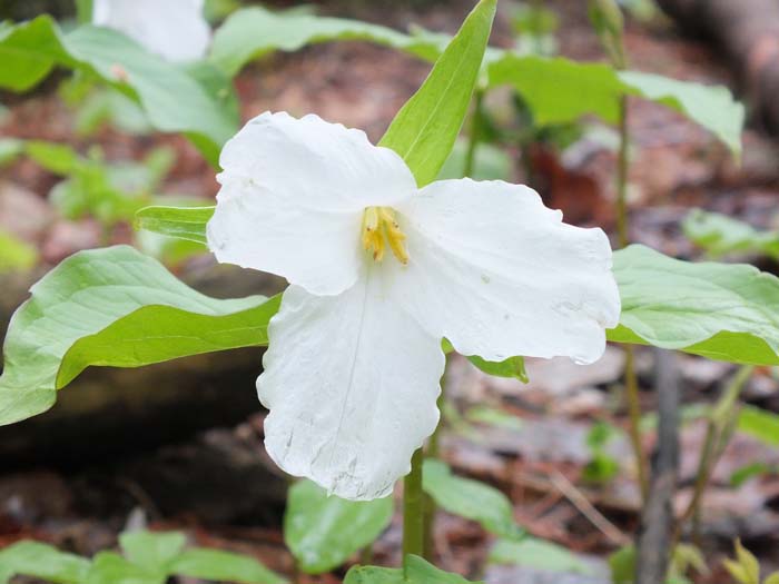 White Trillium #garden #perennials #allsummerbloom #decorhomeideas