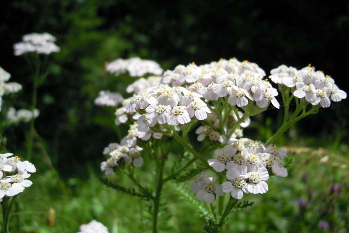 White Yarrow #garden #perennials #allsummerbloom #decorhomeideas