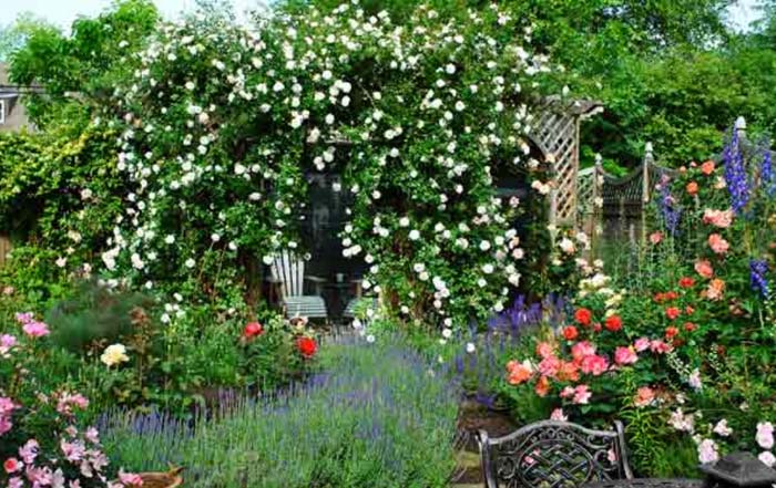 Wild Climbing Roses #rosegarden #roses #decorhomeideas