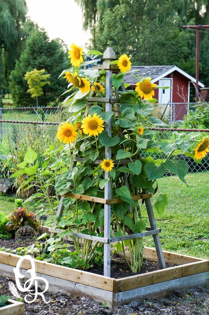 Wooden Plant Cage and Trellis Overflowing with Sunflowers #sunflower #garden #decorhomeideas