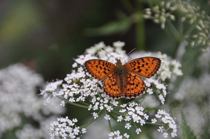 Yarrow (Achillea millefolium) #butterflyplants #flowers #garden #decorhomeideas