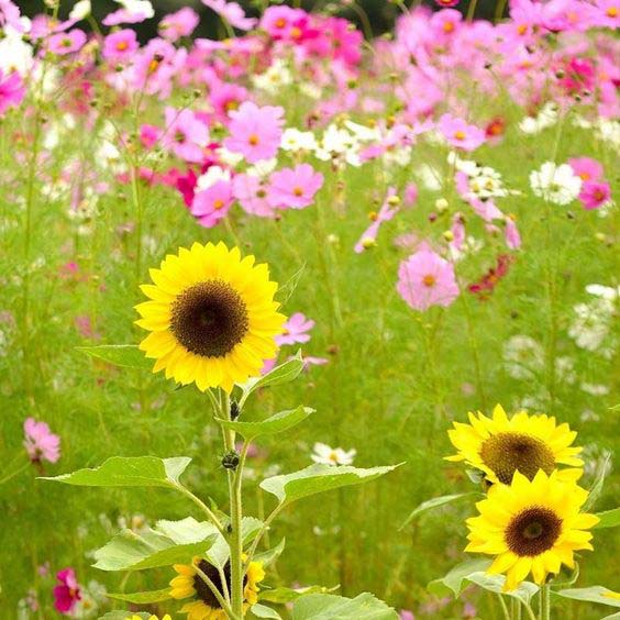 Yellow and Pink Flowers Create a Fresh Spring Vibe #sunflower #garden #decorhomeideas
