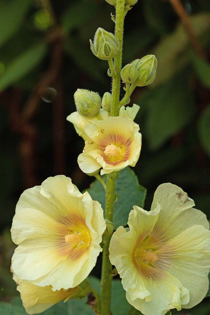 Yellow Hollyhocks #garden #perennials #allsummerbloom #decorhomeideas