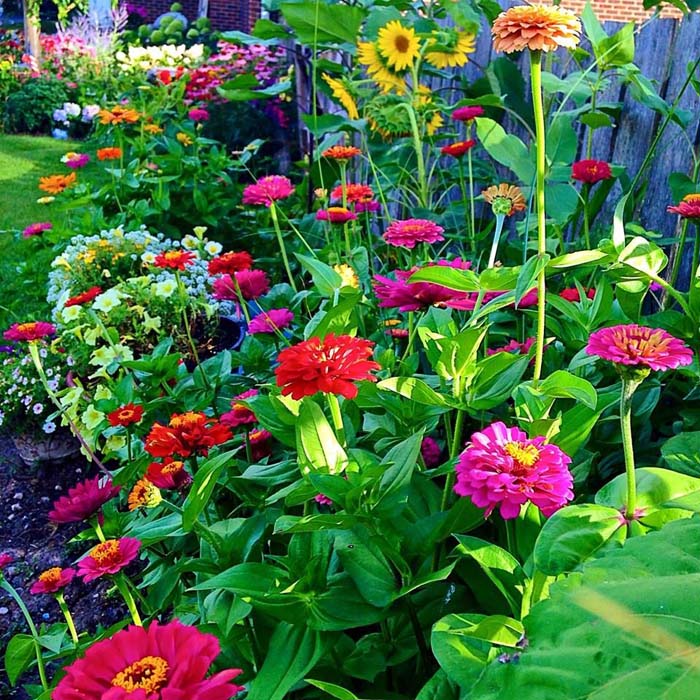 Yellow Sunflowers with Multi-Colored Blooms #sunflower #garden #decorhomeideas