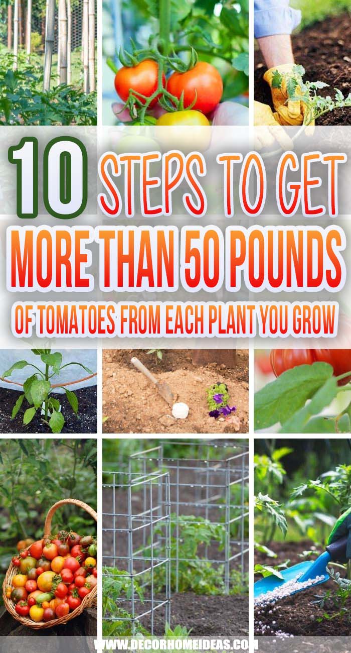 10 Simple Steps To Grow Plenty Of Tomatoes. Follow these simple steps to get more than 50 pounds of tomatoes from each plant you grow - they are easy to do and will help you with getting the best from your tomato plants. #decorhomeideas