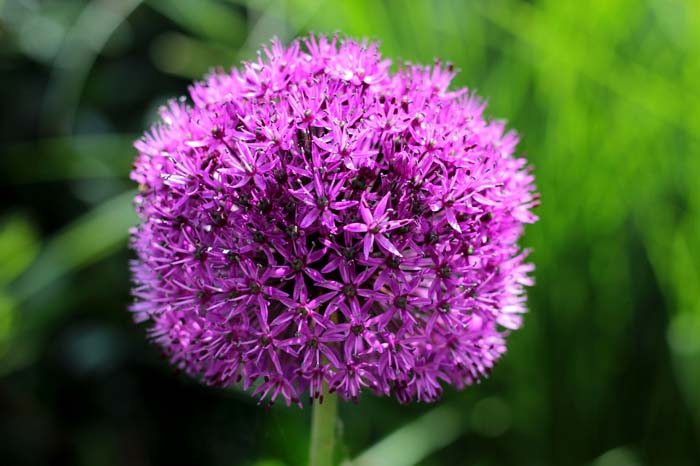 Allium ( Allium ) #floweringplants #biggestblooms #decorhomeideas