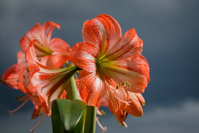 Amaryllis (Hippeastrum group) #floweringplants #biggestblooms #decorhomeideas